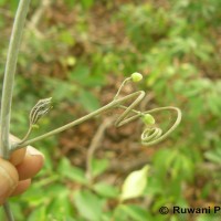 Adenia hondala (Gaertn.) W.J.de Wilde